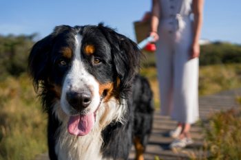 15 Friendly Dog Breeds That Never Meet A Stranger