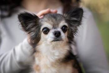 15 Snuggly Dog Breeds That Love Lap Time