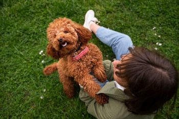 Top 9 Friendly Dog Breeds That Greet Everyone