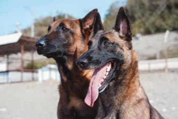 9 Protective Dog Breeds That Guard With Heart