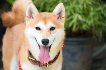 13 Zesty Dog Breeds That Add Spice to Your Life