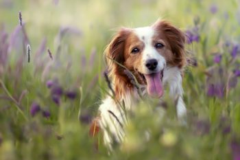 15 Facts About Dogs That Will Surprise You