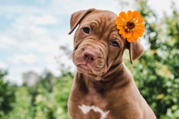 9 Facts About Puppies That’ll Make You Smile