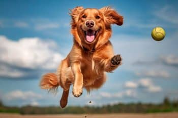 Life Is More Fun With These 9 Silly Dog Breeds