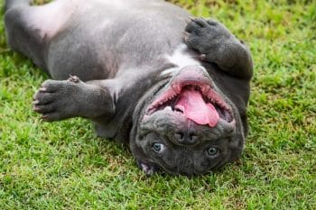 9 Funny Dog Breeds That Are Natural Comedians