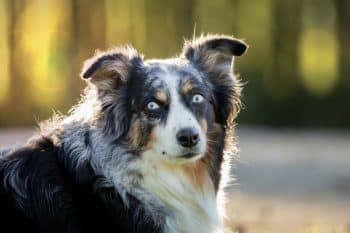 11 Signs Your Dog Watches Over You