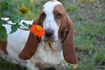 9 Chill Dog Breeds That Take It Easy