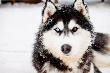 9 Wild-At-Heart Dog Breeds That Can’t Be Tamed