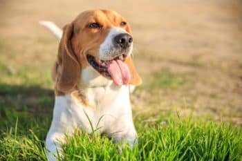 15 Friendly Dog Breeds That Light Up Rooms