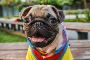 9 Goofy Dog Breeds That Bring Joy