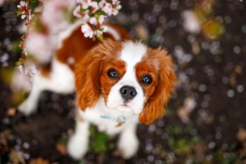 9 Serene Dog Breeds That Mind Their Business