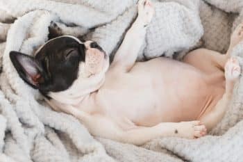 9 Cuddly Dog Breeds That Act Like Babies