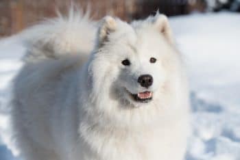 15 Fluffy Dog Breeds That Look Like Clouds