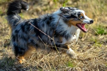 15 Playful Dog Breeds That Never Run Out Of Zoomies