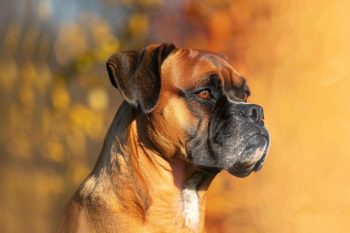 9 Watchful Dog Breeds That Keep You Safe