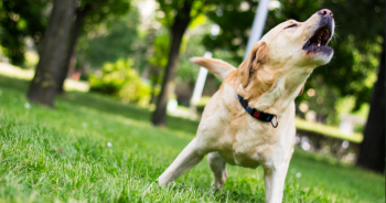 6 Best Anti-Bark Devices for Dogs