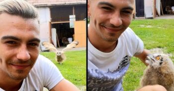 Baby Owl Heard Man Whistling It’s Favorite Tune, Comes Running Into Man’s Arms