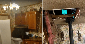 Black Bear Crashes Through Ceiling, Lands on Kitchen Stove in Home
