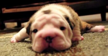 Bulldog Puppy Tries Walking For The First Time, Gets Frustrated And Whines