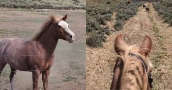 Chill Horse Turns Wildly Excited When Snack Lady Arrives
