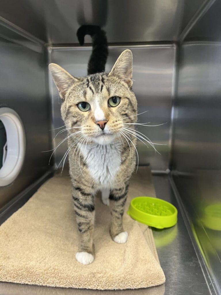 Find your perfect match at the Ontario SPCA’s adoption event this weekend