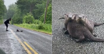Couple Sees Something Weird on the Road, Then It Hits Them