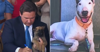 DeSantis Signs Bill to Punish Pet Abandonment During Hurricanes