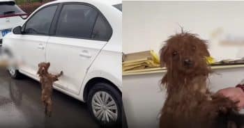 Dog Keeps Searching White Cars Hoping to Find His Owner