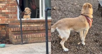 Dog Overjoyed to See His Owner Again After 6 Months Apart