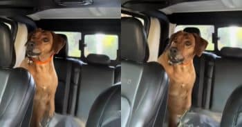 Local Woman Heads Out for Hike, But Her Dog Senses Something Strange