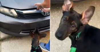 Owner’s Dog Kept Whining And Looked Concerned About Something In His Car, So He Lifted The Hood