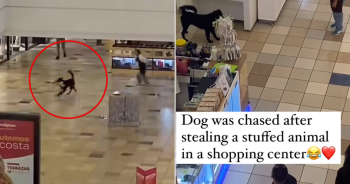 Dog turns shopping center into a playground after grabbing a plush toy and sprinting off.