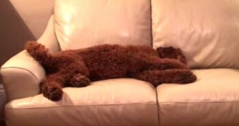 Dog Starts Having A Bad Dream, But His Sister Quickly Jumps In To Comfort Him