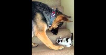 Mom Warned Dog To ‘Stay Away’ From The New Kitten, But The Dog Refuses To Listen