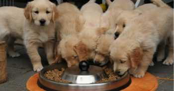 6 Best Fish Dog Foods