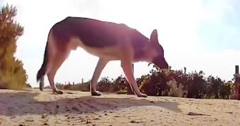 Woman Launched Drone To Locate Dog With Zip Tie Around His Muzzle