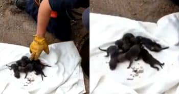 Firefighters Rescue ‘Puppies’—Then Realize They’re Not Puppies at All