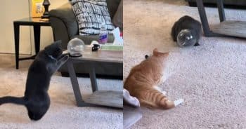 Mom Shares Funny Cat in Helmet — And He Actually Loves It!