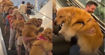 Golden Retrievers Take Over Escalator in the Cutest Way