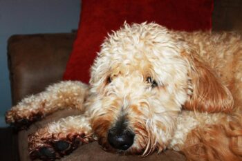 10 Best Dog Multivitamin Products for Goldendoodles