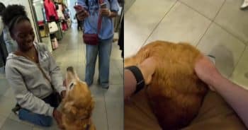Happy Golden Retriever Visits Dog-Friendly Mall and Has the Best Day Ever
