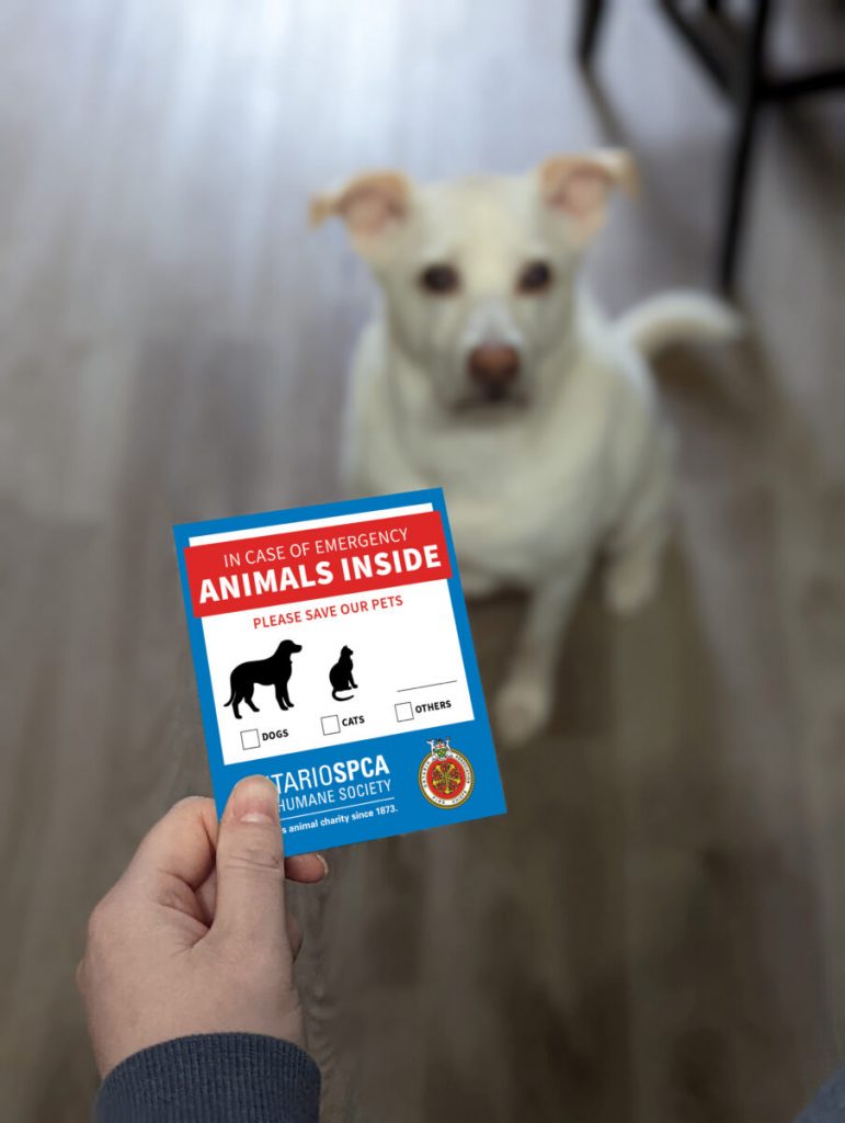 Promise to Prepare: Emergency planning for pet parents