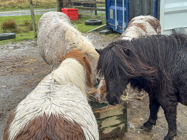 Honestly, These Two!