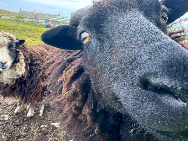 Dahlia and Gussie Update