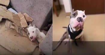 Hungry and Alone, Jericho’s Journey Breaks Hearts and Brings Hope