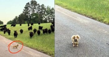 Little Dachshund Shows Off Big Skills Herding Cows