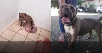 Magnolia the Dog Beats the Odds After Life-Threatening Tumor