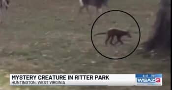 Mysterious Creature Baffles Locals And Experts Weigh In On What It Could Be