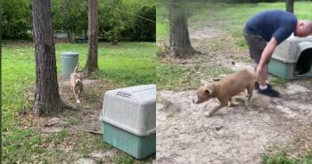 New Homeowners Find Chained Dog in Yard and Step Up to Help