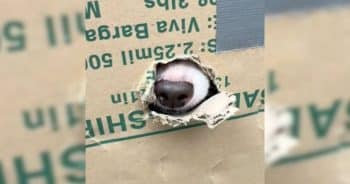 They Thought The Box Was Empty, Then A Nose Poked Out And Changed Everything